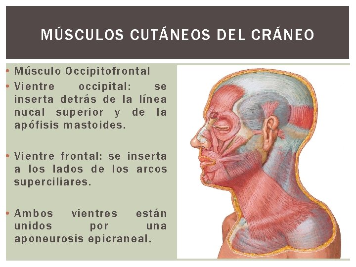 MÚSCULOS CUTÁNEOS DEL CRÁNEO • Músculo Occipitofrontal • Vientre occipital: se inserta detrás de