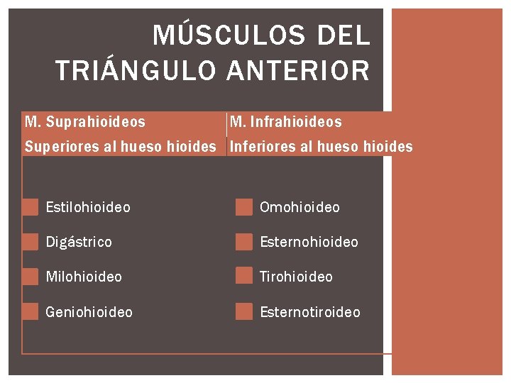 MÚSCULOS DEL TRIÁNGULO ANTERIOR M. Suprahioideos M. Infrahioideos Superiores al hueso hioides Inferiores al