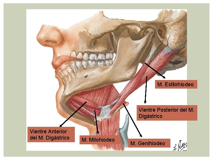 M. Estilohiodeo Vientre Posterior del M. Digástrico Vientre Anterior del M. Digástrico M. Milohiodeo