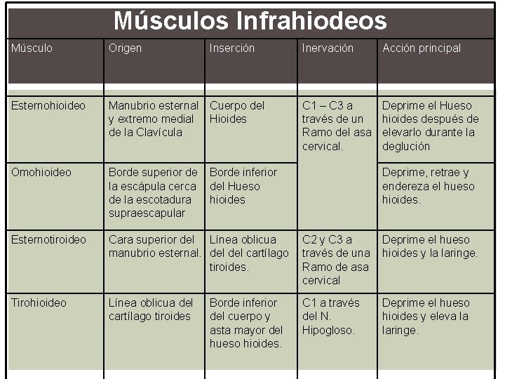 Músculos Infrahiodeos Músculo Origen Inserción Inervación Acción principal Esternohioideo Manubrio esternal Cuerpo del y