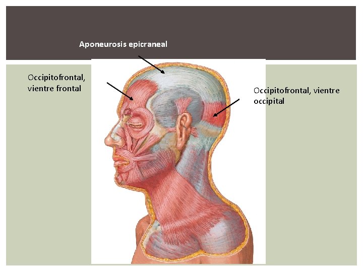 Aponeurosis epicraneal Occipitofrontal, vientre frontal Occipitofrontal, vientre occipital 