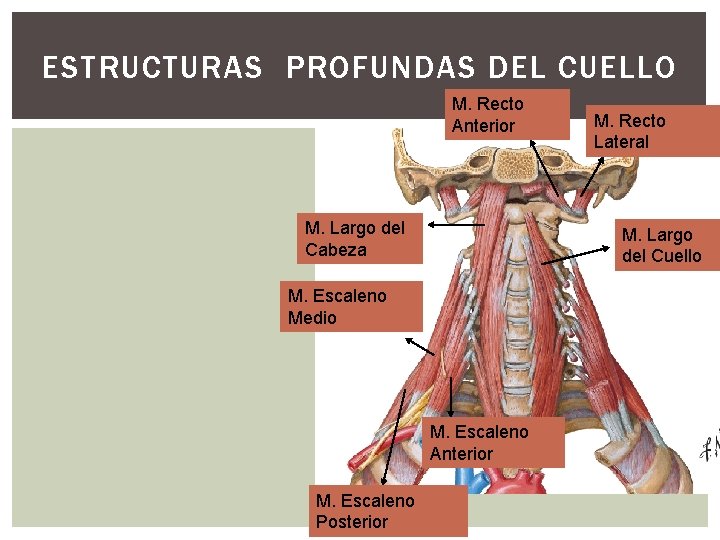 ESTRUCTURAS PROFUNDAS DEL CUELLO M. Recto Anterior M. Largo del Cabeza M. Largo del