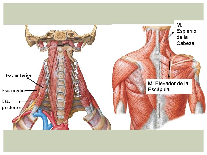 M. Esplenio de la Cabeza Esc. anterior Esc. medio Esc. posterior M. Elevador de