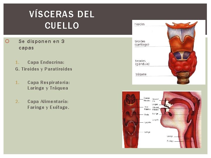 VÍSCERAS DEL CUELLO Se disponen en 3 capas 1. Capa Endocrina: G. Tiroides y