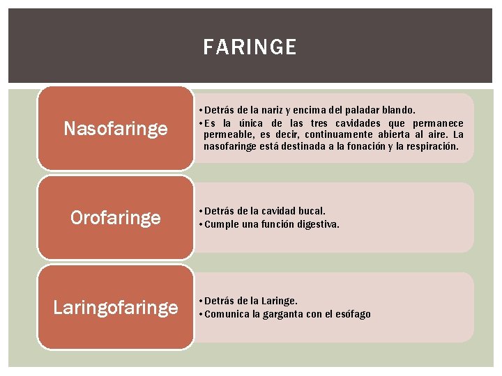 FARINGE Nasofaringe Orofaringe Laringofaringe • Detrás de la nariz y encima del paladar blando.