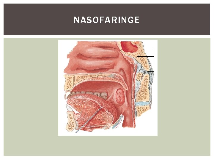 NASOFARINGE 