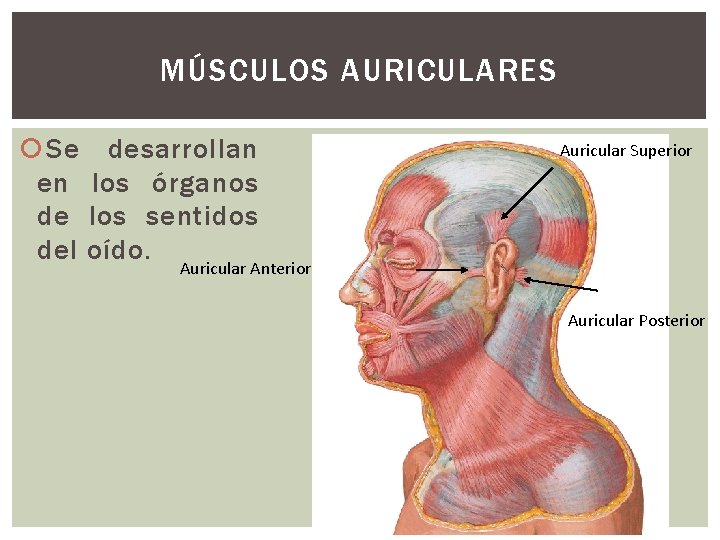 MÚSCULOS AURICULARES Se desarrollan en los órganos de los sentidos del oído. Auricular Superior