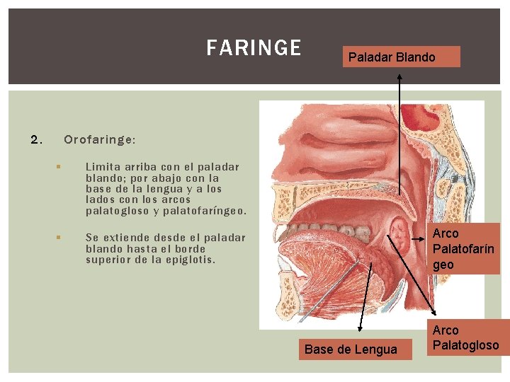 FARINGE 2. Paladar Blando Orofaringe: § Limita arriba con el paladar blando; por abajo