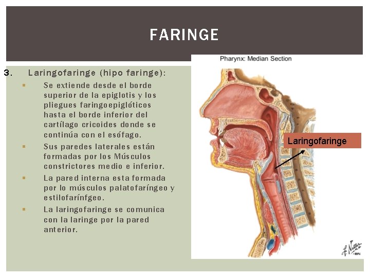 FARINGE 3. Laringofaringe (hipo faringe): § § Se extiende desde el borde superior de