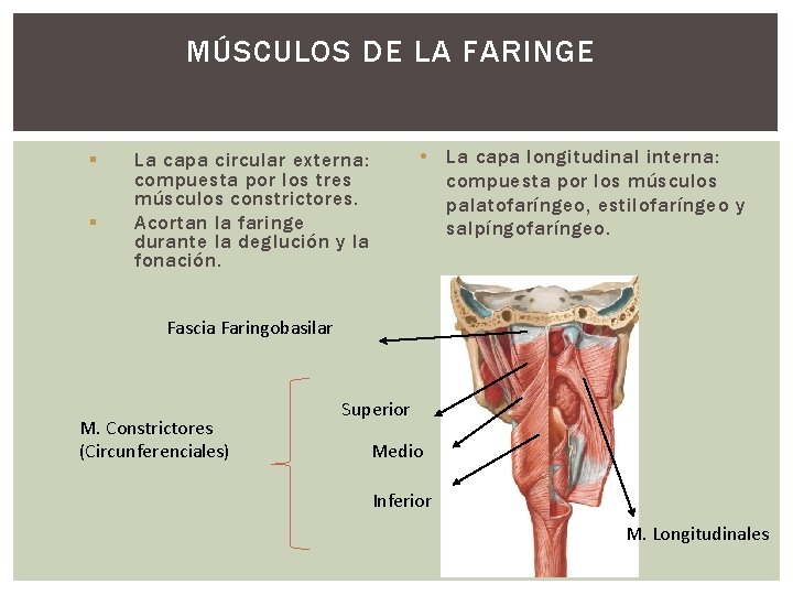 MÚSCULOS DE LA FARINGE § § • La capa longitudinal interna: compuesta por los