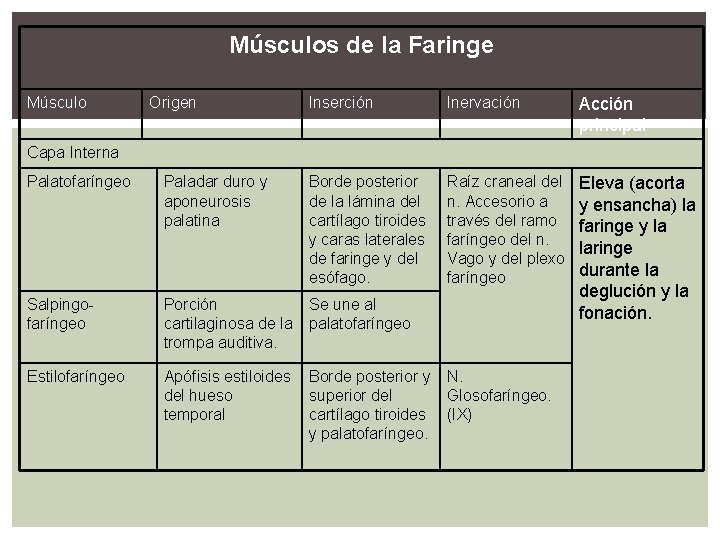 Músculos de la Faringe Músculo Origen Inserción Inervación Acción principal Raíz craneal del n.