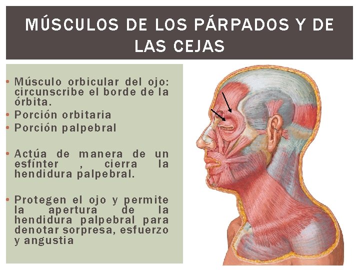 MÚSCULOS DE LOS PÁRPADOS Y DE LAS CEJAS • Músculo orbicular del ojo: circunscribe