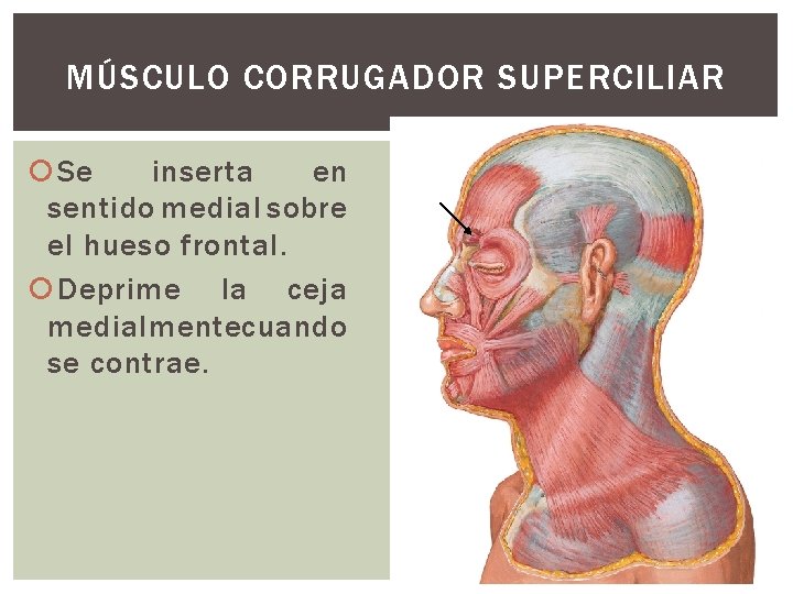 MÚSCULO CORRUGADOR SUPERCILIAR Se inserta en sentido medial sobre el hueso frontal. Deprime la