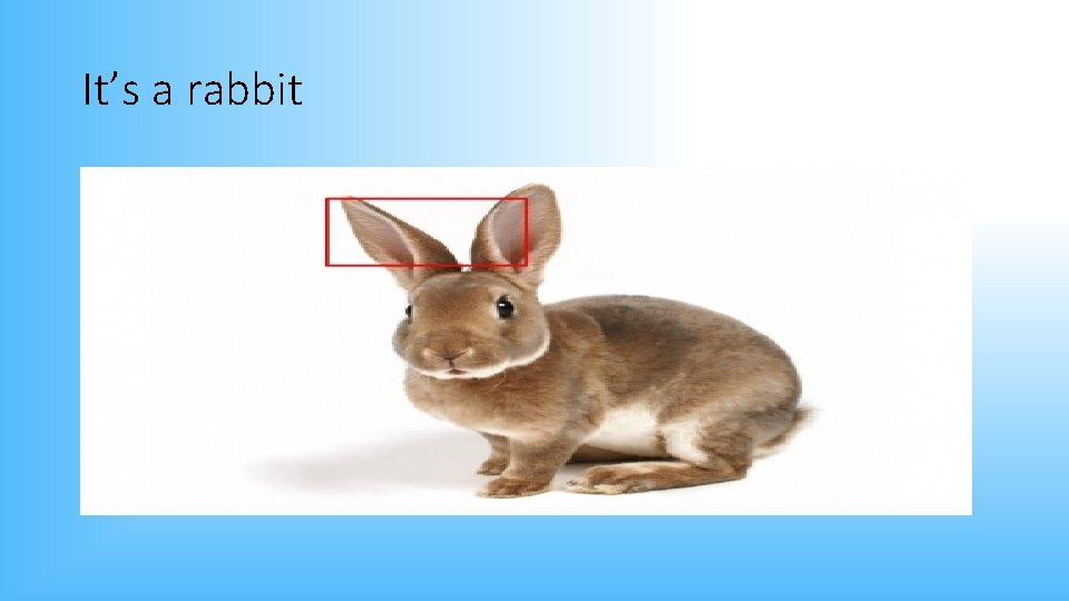 It’s a rabbit 