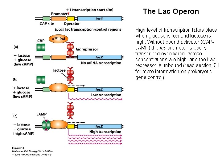 The Lac Operon High level of transcription takes place when glucose is low and