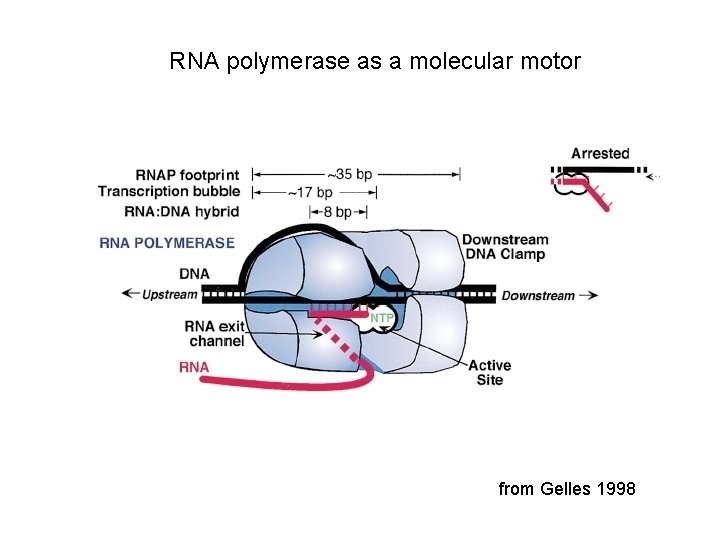 RNA polymerase as a molecular motor from Gelles 1998 