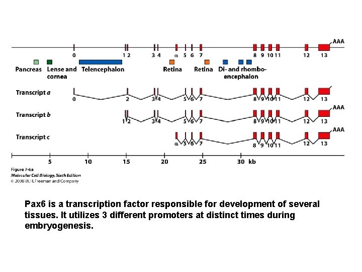 Pax 6 is a transcription factor responsible for development of several tissues. It utilizes