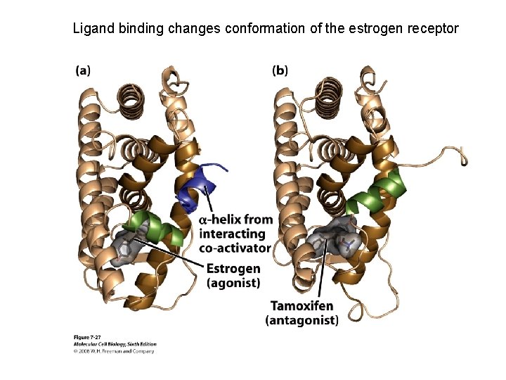 Ligand binding changes conformation of the estrogen receptor 