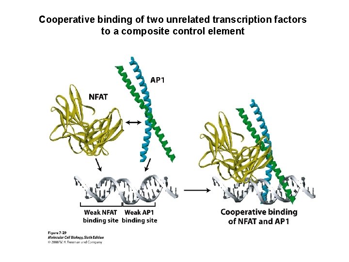 Cooperative binding of two unrelated transcription factors to a composite control element 