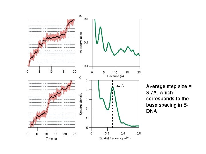 Average step size = 3. 7 A, which corresponds to the base spacing in