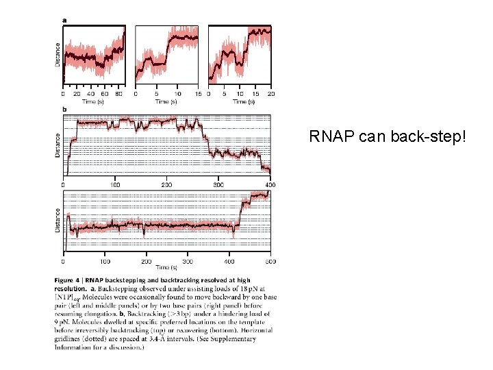 RNAP can back-step! 