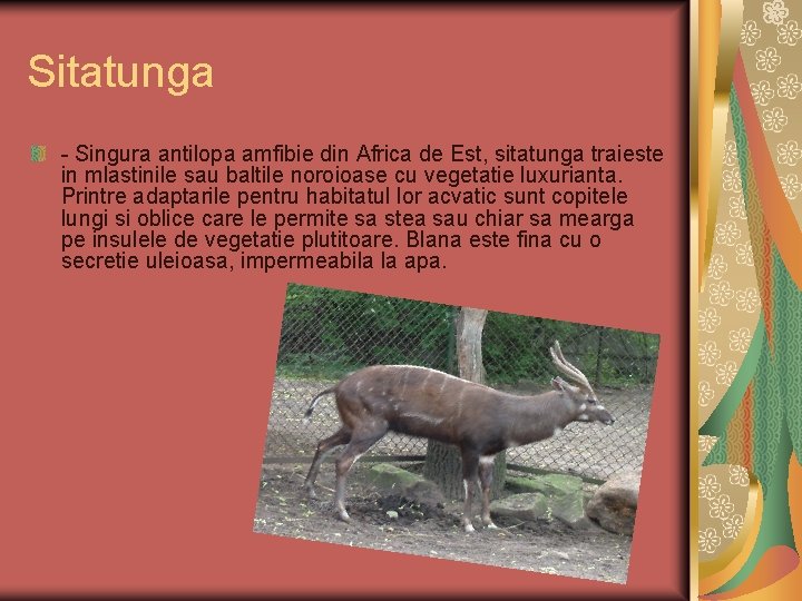Sitatunga - Singura antilopa amfibie din Africa de Est, sitatunga traieste in mlastinile sau
