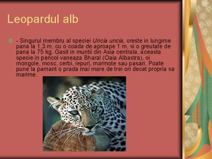 Leopardul alb - Singurul membru al speciei Uncia uncia, creste in lungime pana la