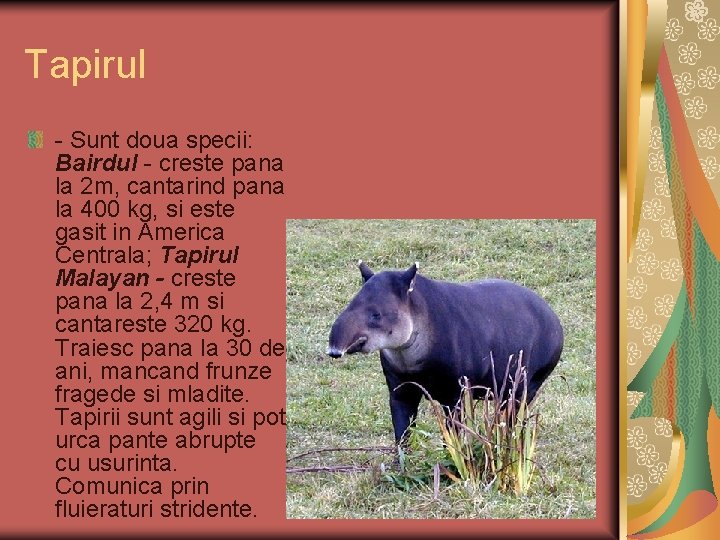 Tapirul - Sunt doua specii: Bairdul - creste pana la 2 m, cantarind pana