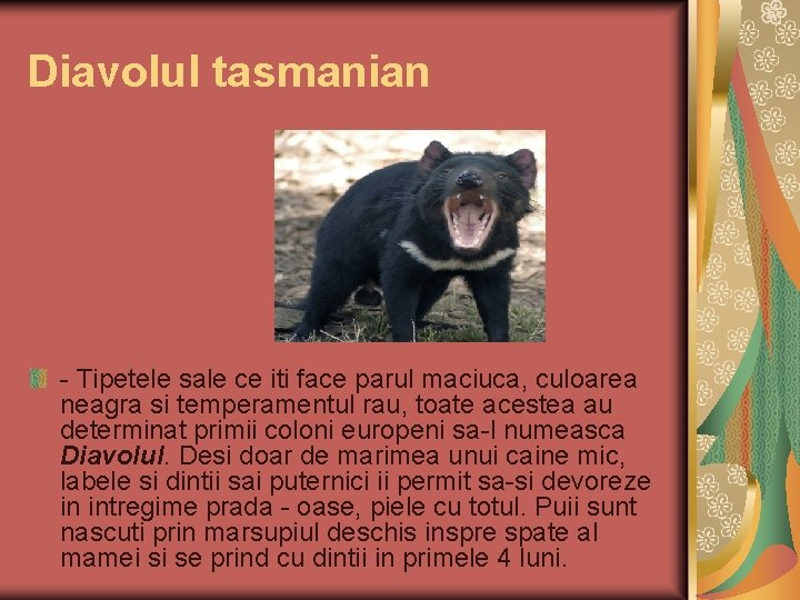 Diavolul tasmanian - Tipetele sale ce iti face parul maciuca, culoarea neagra si temperamentul