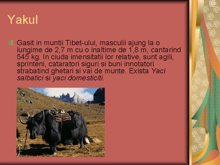 Yakul Gasit in muntii Tibet-ului, masculii ajung la o lungime de 2, 7 m