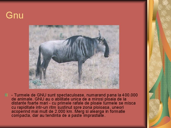 Gnu - Turmele de GNU sunt spectaculoase, numarand pana la 400. 000 de animale.