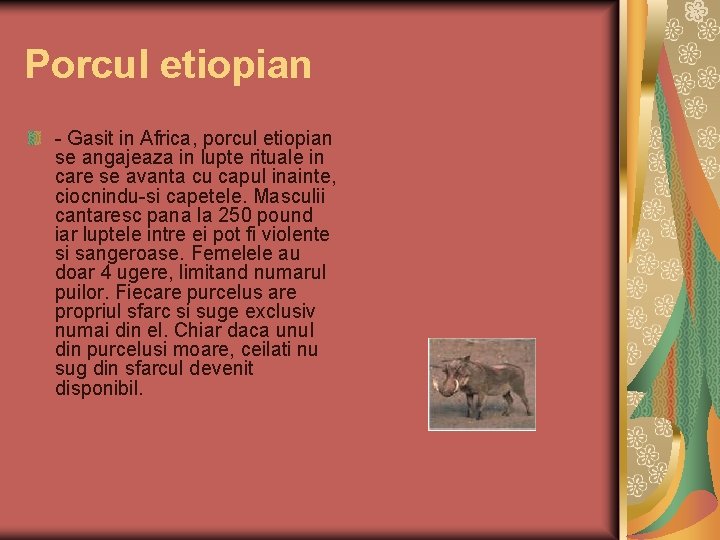 Porcul etiopian - Gasit in Africa, porcul etiopian se angajeaza in lupte rituale in