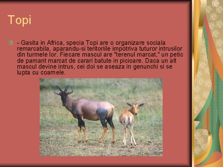 Topi - Gasita in Africa, specia Topi are o organizare sociala remarcabila, aparandu-si teritoriile