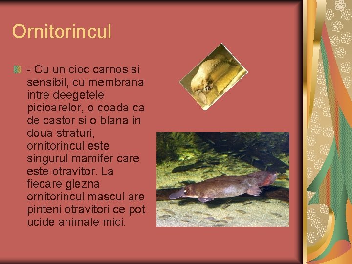 Ornitorincul - Cu un cioc carnos si sensibil, cu membrana intre deegetele picioarelor, o