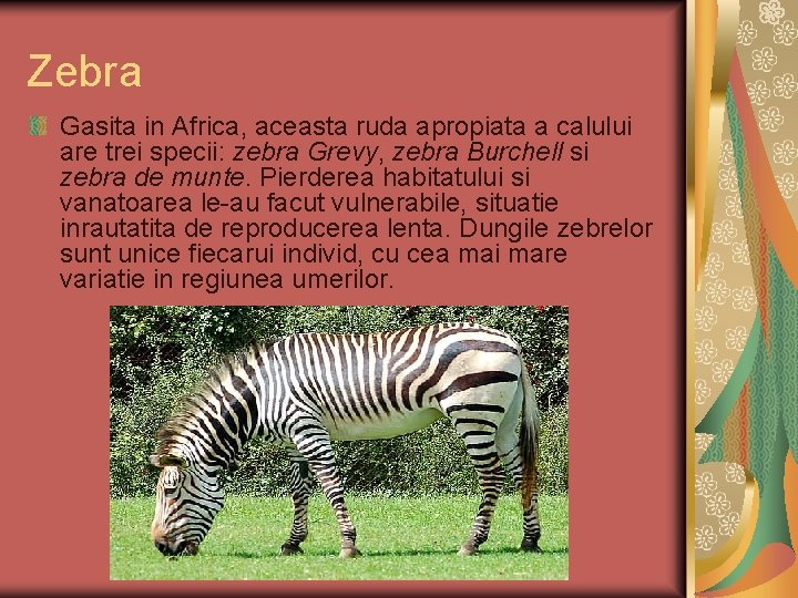 Zebra Gasita in Africa, aceasta ruda apropiata a calului are trei specii: zebra Grevy,