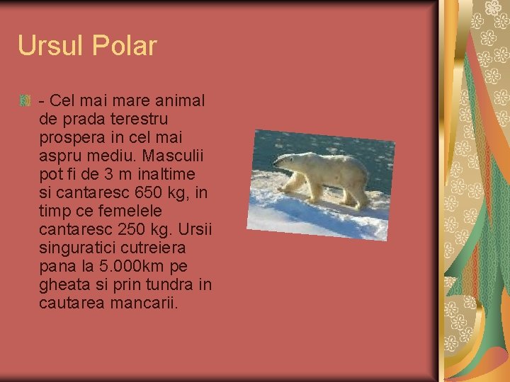 Ursul Polar - Cel mai mare animal de prada terestru prospera in cel mai