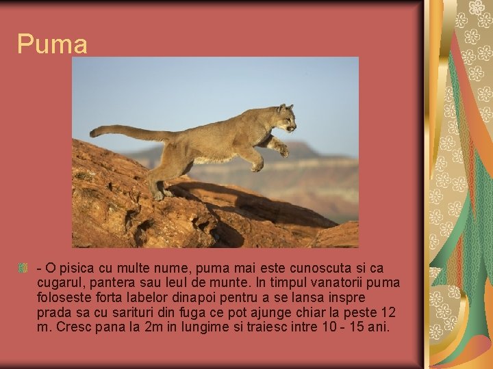 Puma - O pisica cu multe nume, puma mai este cunoscuta si ca cugarul,