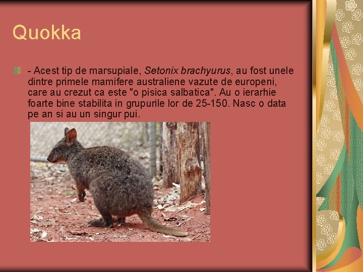 Quokka - Acest tip de marsupiale, Setonix brachyurus, au fost unele dintre primele mamifere