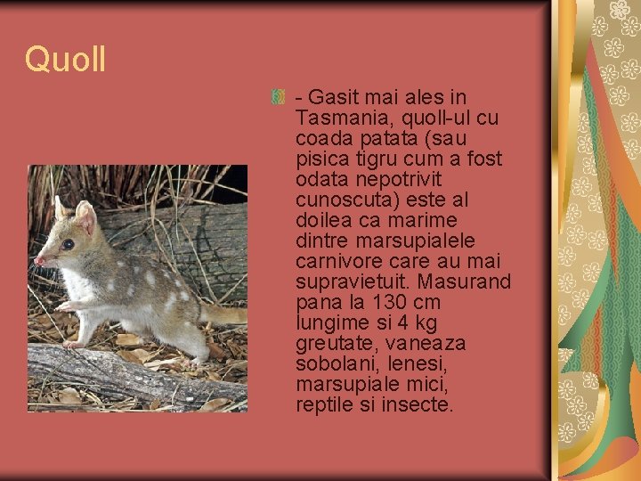 Quoll - Gasit mai ales in Tasmania, quoll-ul cu coada patata (sau pisica tigru