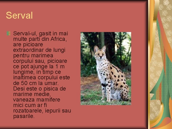 Serval-ul, gasit in mai multe parti din Africa, are picioare extraordinar de lungi pentru