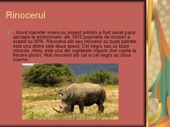 Rinocerul - Acest mamifer imens cu aspect primitiv a fost vanat pana aproape la