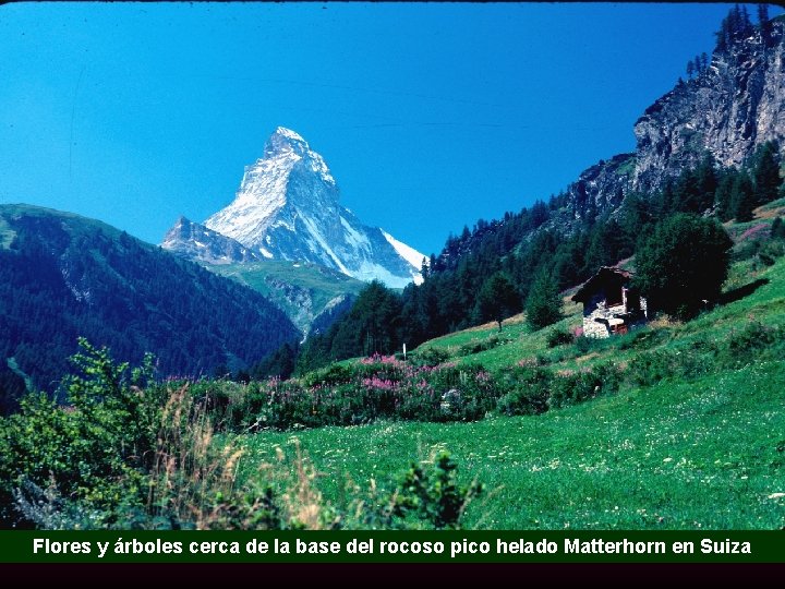 Flores y árboles cerca de la base del rocoso pico helado Matterhorn en Suiza