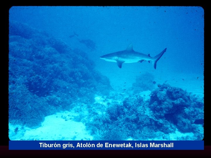 Tiburón gris, Atolón de Enewetak, Islas Marshall 