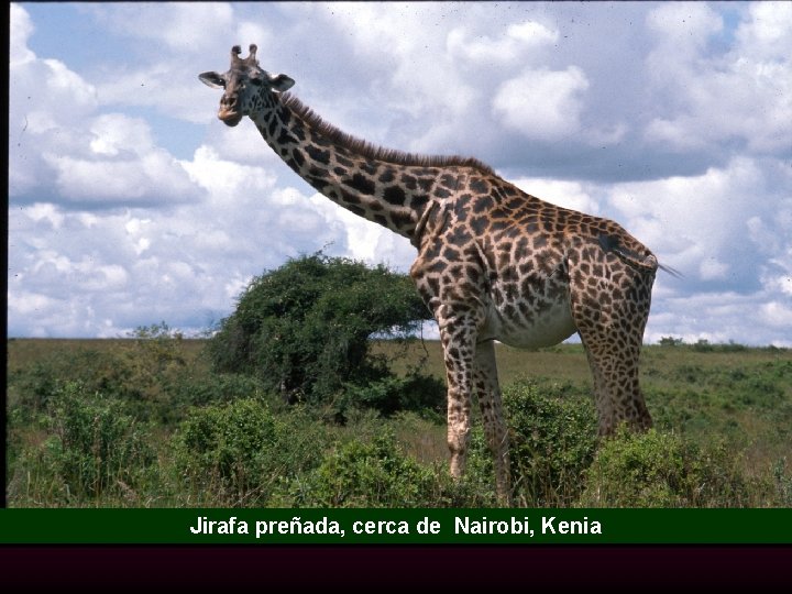 Jirafa preñada, cerca de Nairobi, Kenia 