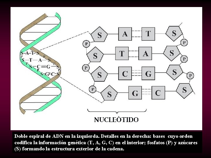 Doble espiral de ADN en la izquierda. Detalles en la derecha: bases cuyo orden