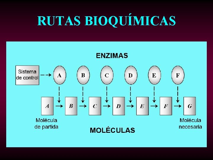 RUTAS BIOQUÍMICAS 