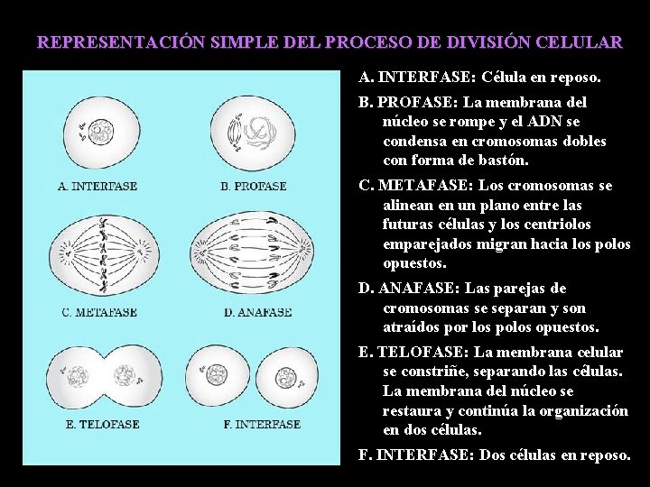  REPRESENTACIÓN SIMPLE DEL PROCESO DE DIVISIÓN CELULAR A. INTERFASE: Célula en reposo. B.