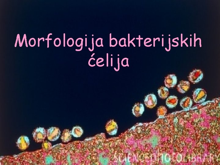 Morfologija bakterijskih ćelija 