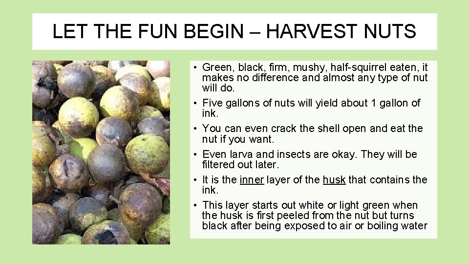 LET THE FUN BEGIN – HARVEST NUTS • Green, black, firm, mushy, half-squirrel eaten, LET THE FUN BEGIN – HARVEST NUTS • Green, black, firm, mushy, half-squirrel eaten,