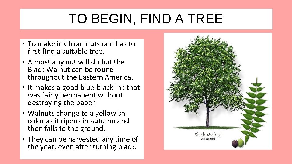 TO BEGIN, FIND A TREE • To make ink from nuts one has to TO BEGIN, FIND A TREE • To make ink from nuts one has to